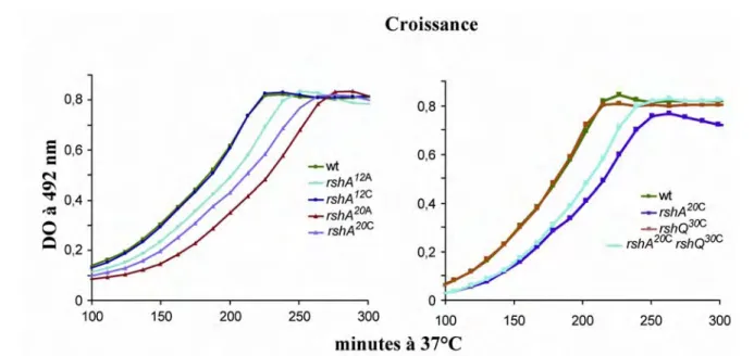 Figure 23 : Croissance de deux mutants rshA anti-transcrit, de leur descendant co- co-transcrit et du double mutant rshA rshQ