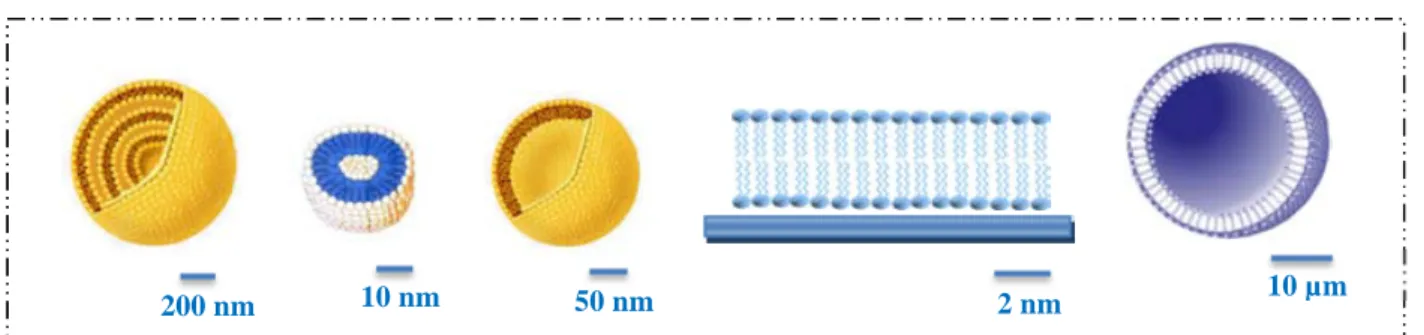 Figure  3 :  Les  différents  systèmes  membranaires  utilisés  pour  l’étude  des  membranes