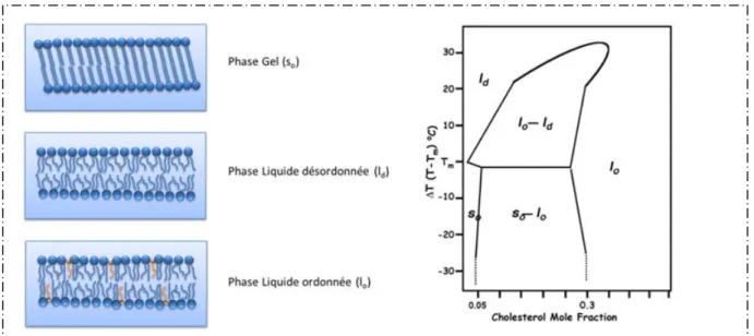 Figure 4 : A gauche : Etats de phase lipidique. A droite : Diagramme de phase du mélange DPPC – cholestérol  en fonction de la proportion de cholestérol et de la température