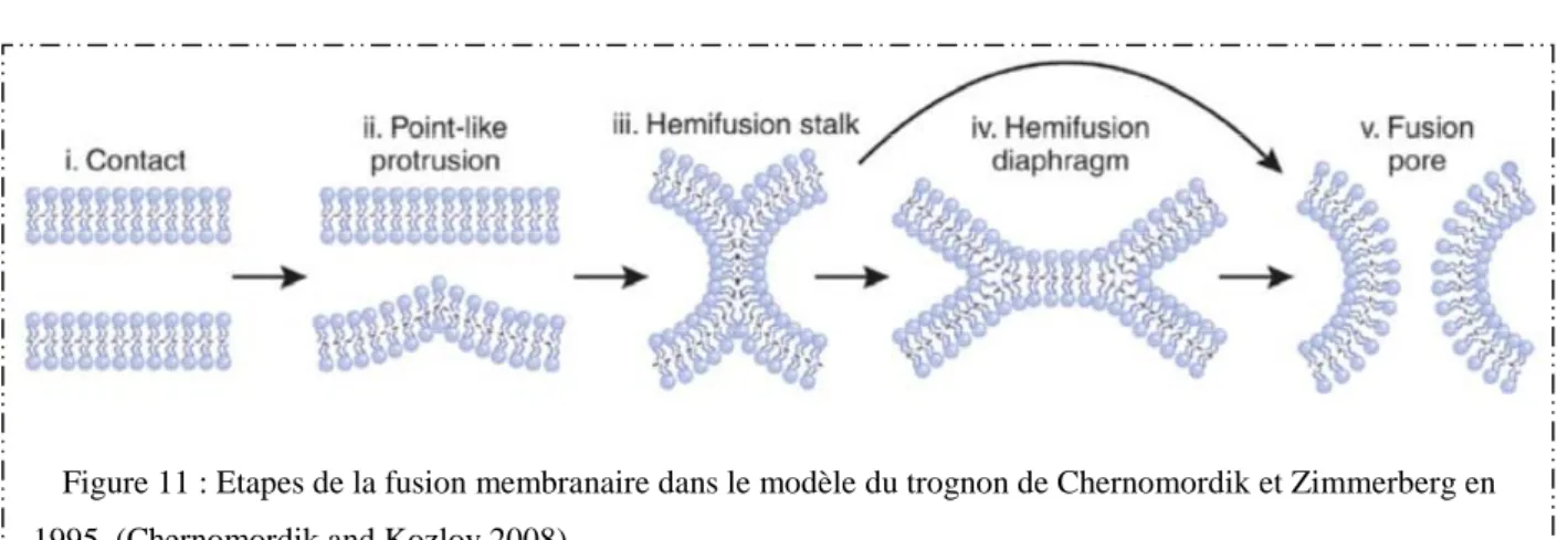 Figure 11 : Etapes de la fusion membranaire dans le modèle du trognon de Chernomordik et Zimmerberg en  1995