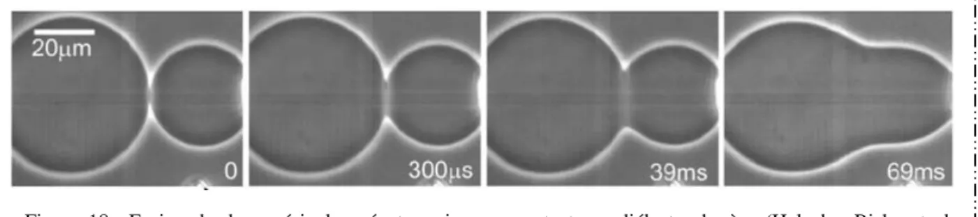 Figure  18 :  Fusion  de  deux  vésicules  géantes  mises  en  contact  par  diélectrophorèse  (Haluska,  Riske  et  al