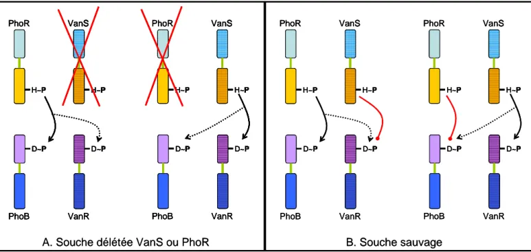 Figure  15.  Mécanismes  de  limitations  des  « cross-talks »  par  l’activité  phosphatase des histidine kinases 