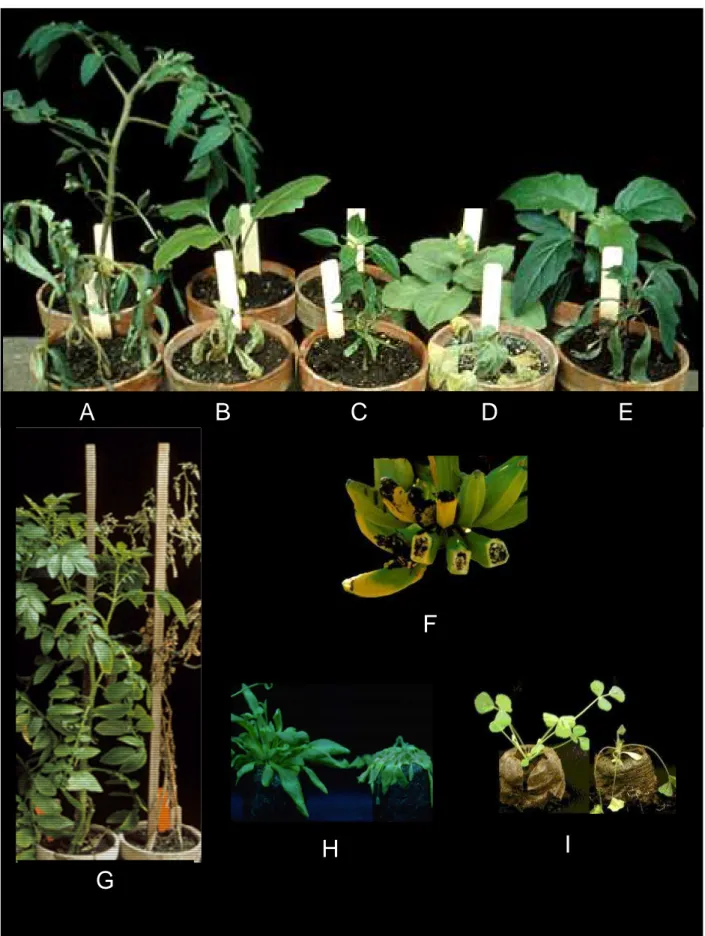 Figure 7. Symptômes de flétrissement bactérien sur différentes plantes hôtes 
