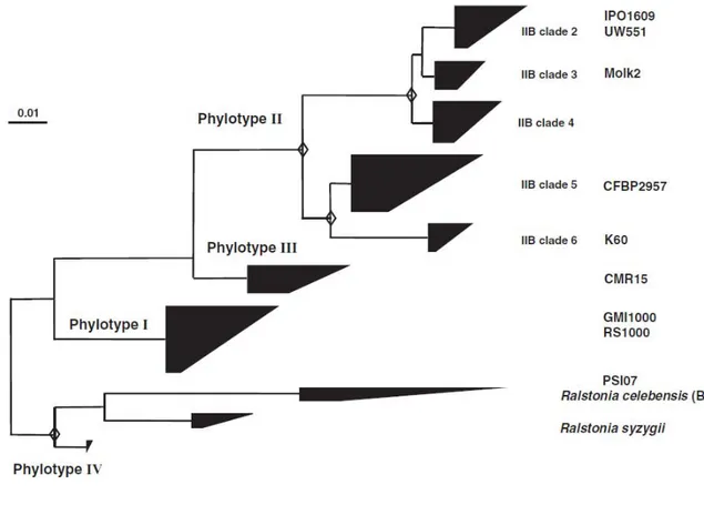 Figure  9.  Arbre  phylogénétique  du  complexe  d’espèces  Ralstonia  solanacearum 