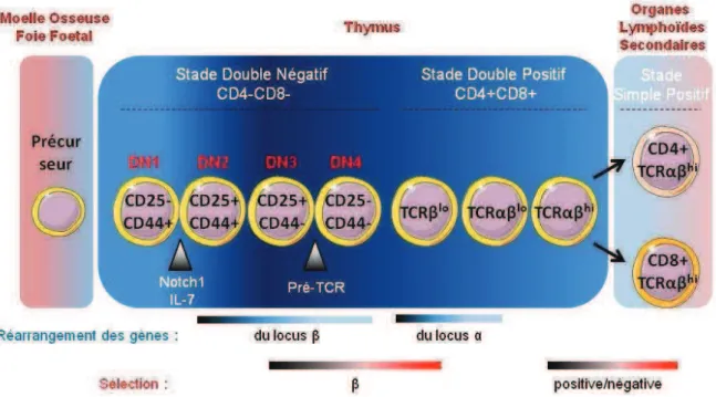 Figure 1. Développement thymique des lymphocytes T  
