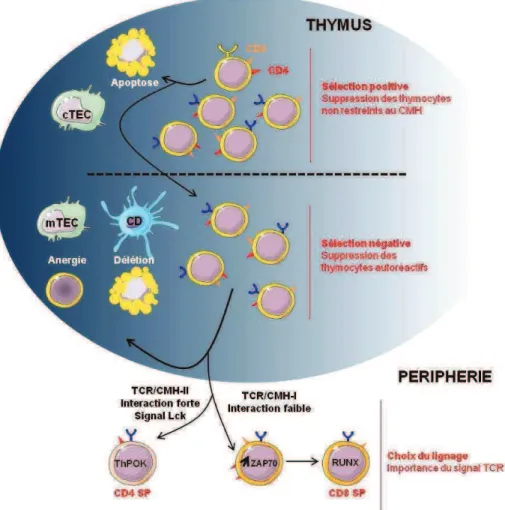 Figure 2. Tolérance centrale et choix du lignage CD4 vs CD8  