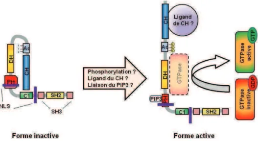 Figure 4. Structure et mécanismes d’activation de la protéine Vav1  