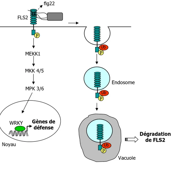 Figure 2 : Modèle d’internalisation de FLS2 après reconnaissance du peptide flg22 de la  flagelline (d’après Robatzek et al., 2006).