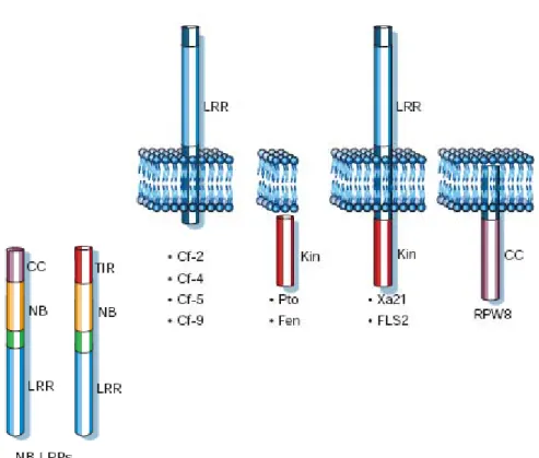 Figure 5 : Représentation de la structure et de la localisation des cinq principales classes  de protéines de résistance (d’après Dangl and Jones, 2001)