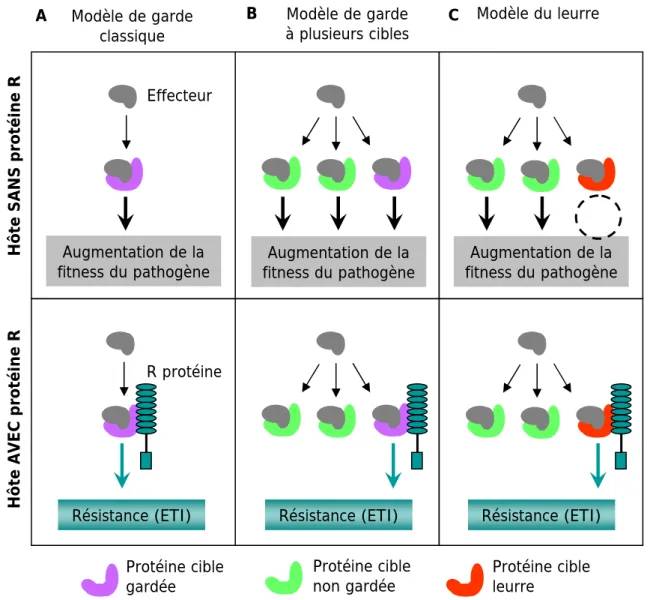 Figure 7. Comparaison entre le modèle de garde et le modèle du leurre (d’après van der  Hoorn and Kamoun, 2008).