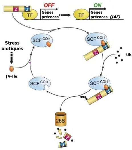 Figure 12. Activation des réponses au JA par le complexe SCF COI1 (d’après Katsir et al., 