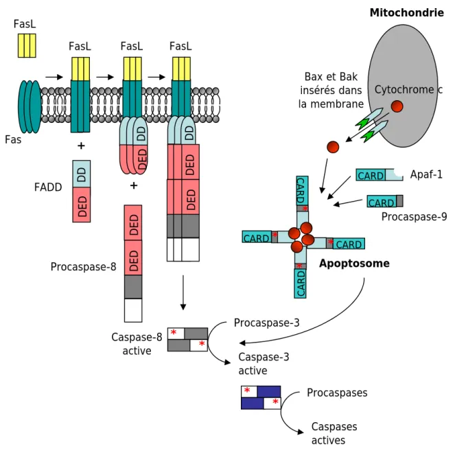 Figure 14. Les voies d’activation des caspases (d’après Kaufmann and Hengartner, 2001)