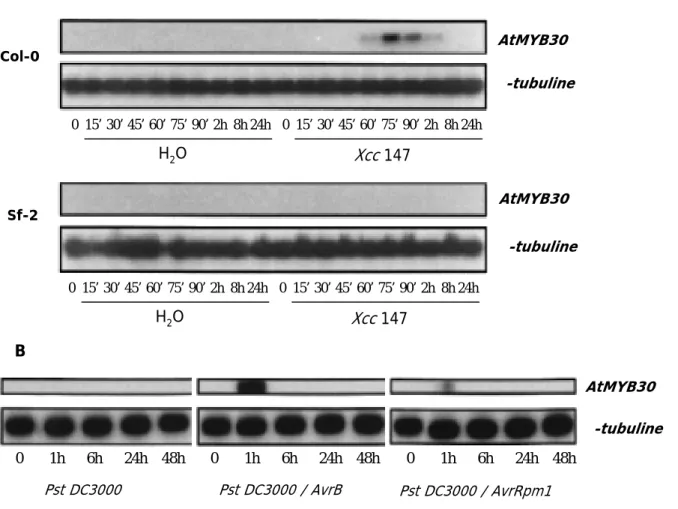 Figure 26. Analyse par RT-PCR de l’expression d’AtMYB30 en réponse à des bactéries  phytopathogènes (Daniel et al., 1999).