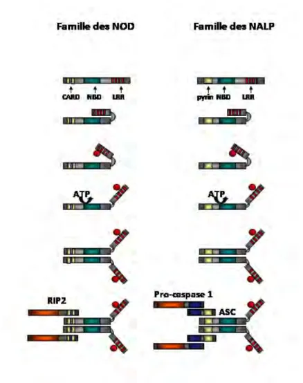 Figure 4: Modèle proposé d'activation des NLR 