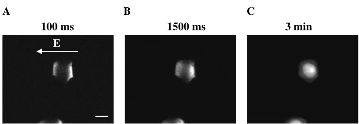 Figure 5.8. Visualization of cell electropermeabilization (A) 100 ms, (B) 1500 ms, and (C) 3 min after pulse  delivery