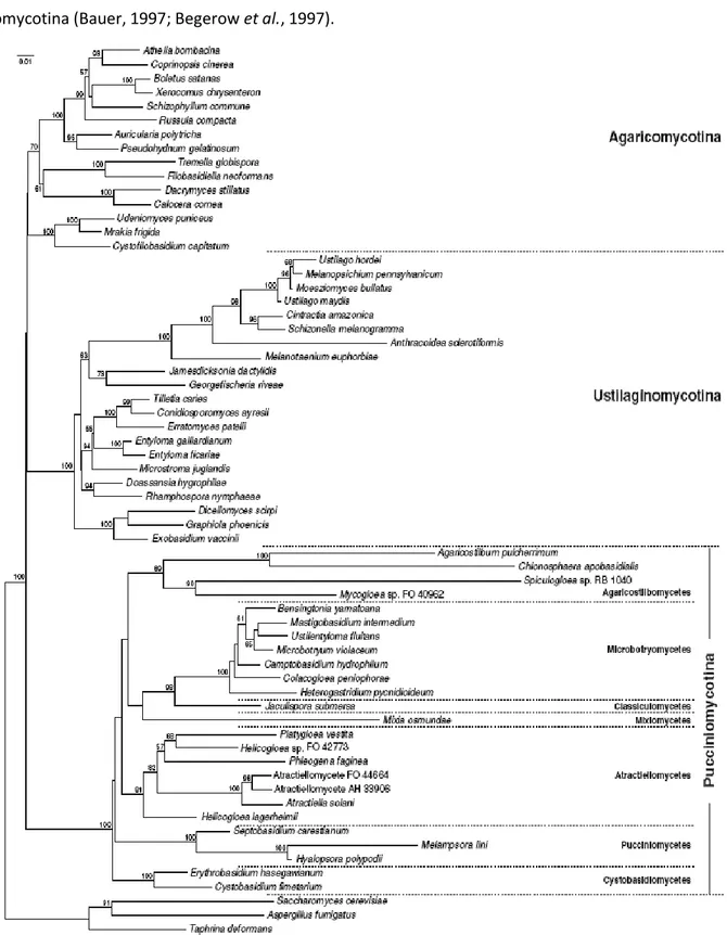 Figure 4 : Phylogénie des Basidiomycètes. 
