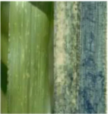 Figure 8 : taches foliaires dues à  la présence de S. reilianum dans  les feuilles de maïs 