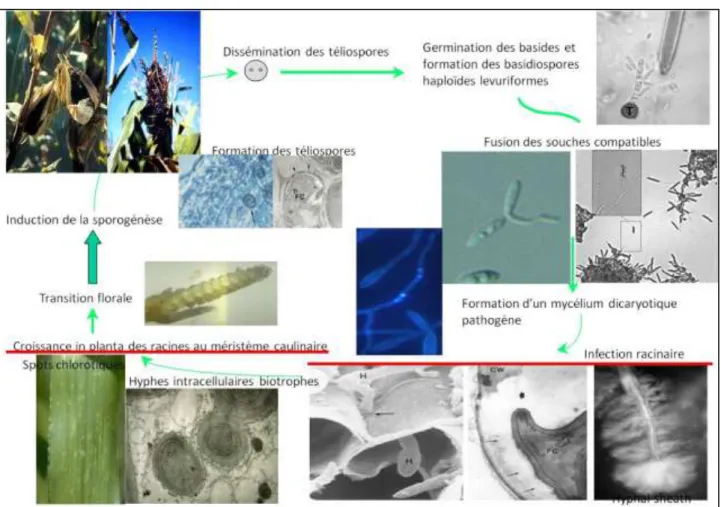 Figure 10 : cycle de vie de S. reilianum 