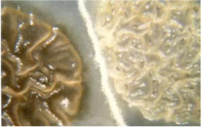 Figure 11 : formation d'une zone de confrontation  filamenteuse entre deux colonies levuriformes  compatibles 