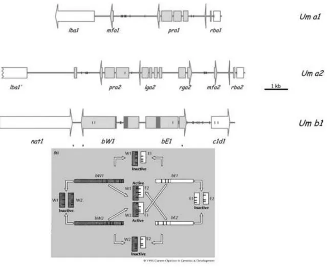 Figure 12 : organisation des loci MATA, MATB et schéma d’interaction des protéines codées par les gènes BE et BW chez U