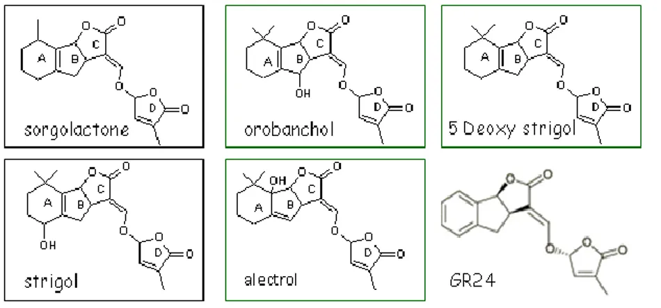 Figure 14 : Strigolactones et  analogue de synthèse.  