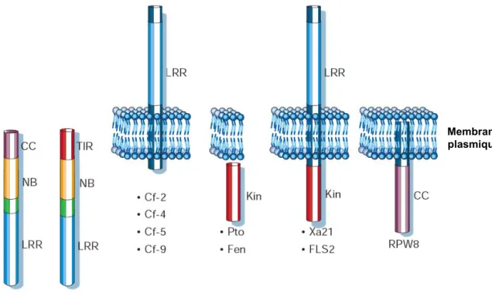 Figure 9 :  Représentation schématique et localisation subcellulaire des 5 classes majeures de protéines de résistance connues.