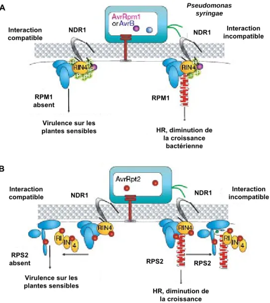 Figure 10 : Exemples d’activation des systèmes de défense par la modification d’une  protéine, RIN4.