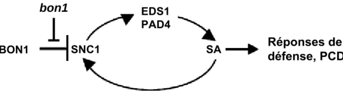 Figure 11 : Modèle de l’activation des réponses de défense et de la PCD par BON1.