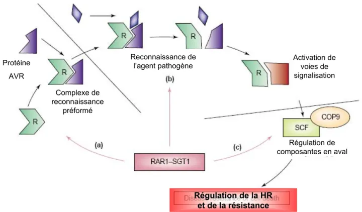 Figure 15 : Fonctionnement possible du complexe RAR1/SGT1 au cours de la HR.