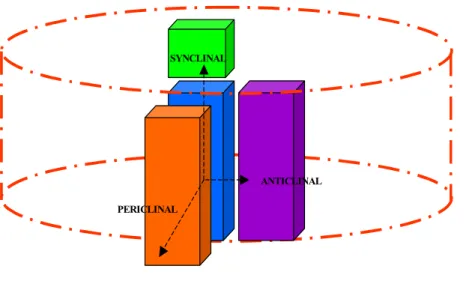 Figure I-2: Types  of divisions arising  from the wood  meristem, i.e. the  cambium. 