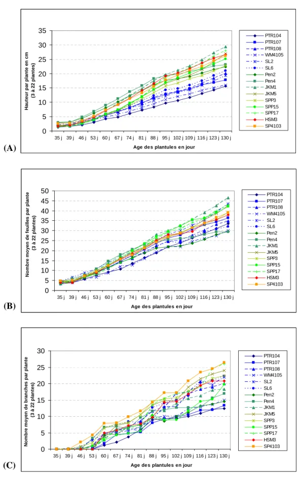 Figure 9 : Mesures de la croissance de plantules issues de semis de 15 provenances d’Eucalyptus