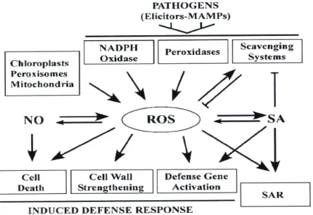 Figure IN.6: Sources et fonctions des ROS chez les plantes suite à l’infection par des agents  pathogènes (d’après Torres et al