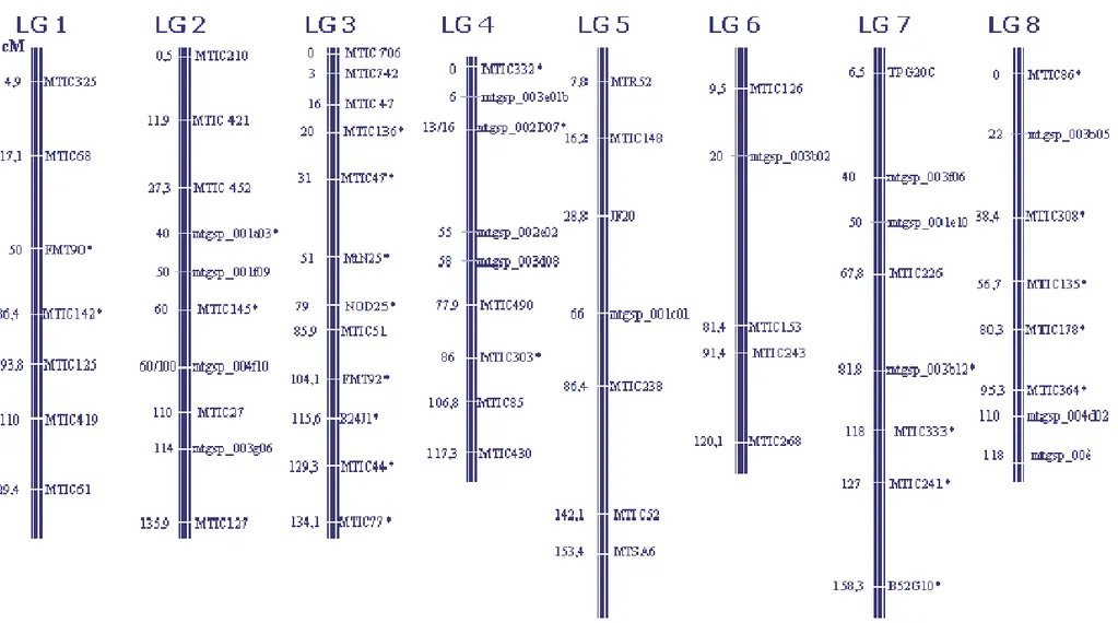 Figure MM.5: Carte génétique de Medicago truncatula établie sur la base de 140 lignées recombinantes en F7 du croisement LR5 (F83005.5 x  A17) avec 86 marqueurs microsatellites reparties sur les 8 groupes de liaisons