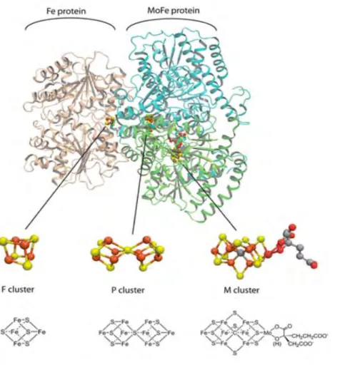 Figure 4. Nitrogénase au molybdène avec le site actif de son cofacteur MoFe-co (seule 