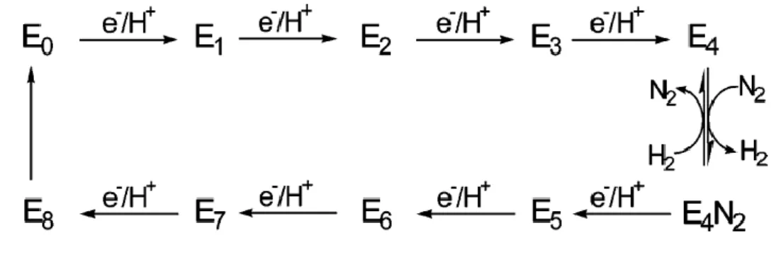 Figure  5.  Schéma  simplifié  du  modèle  cinétique  Lowe-Thorneley  montrant  l’apport 