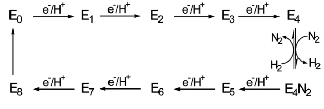 Figure  5.  Schéma  simplifié  du  modèle  cinétique  Lowe-Thorneley  montrant  l’apport 