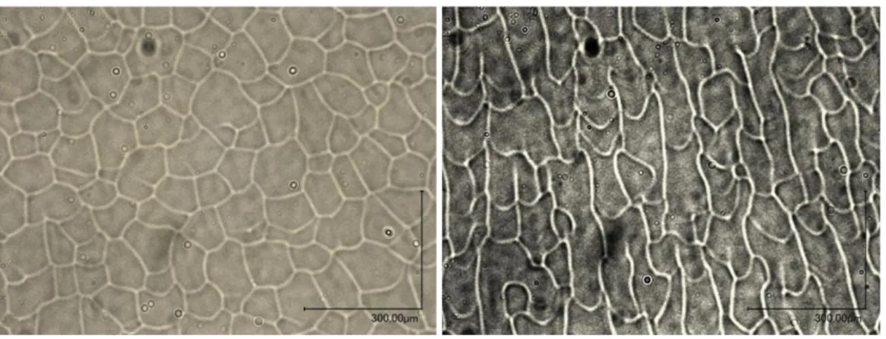 Figure 3-5  Images en microscopie de la surface d’un substrat PPF 1x4000 obtenu à partir de AZ 4620 :  (Gauche) centre du PPF ; (Droite) bord du PPF 