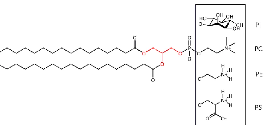 Figure 10 : Structures a) de la sphingomyéline et b) du cholestérol 