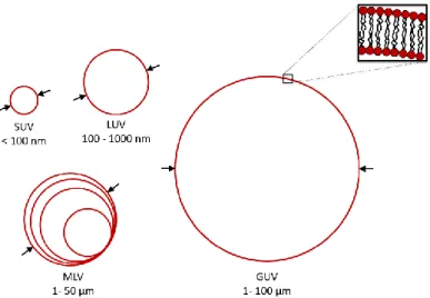 Figure 13 : Formation de GUV par a) gonflement, b) électroformation et c) microfluidique (extraits de  157 ) 