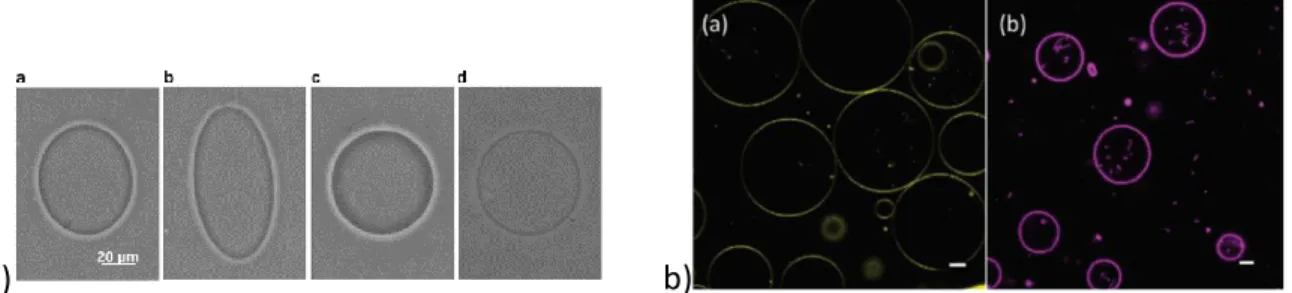 Figure 15 : a) Images de microscopie optique d’une GUV répondant à un perturbation (extrait de  187 ) et b) images de 