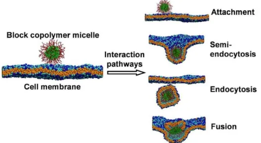 Figure 16 : Types d’interactions entre des micelles de copolymères à blocs et des membranes (esxtrait de Guan et al