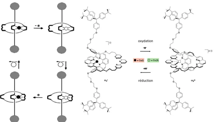 Figure  12  Représentation  du  fonctionnement  du  sarcomère  qui  est  l’unité  de  base  des  myofibrilles  des 