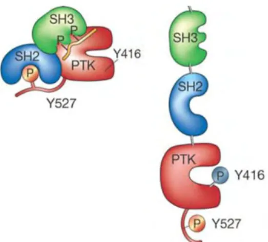 Figure 5 : Mécanisme d’activation des tyrosine kinases non membranaires sous l’effet d’interactions  protéine-protéine, d’après Blume-Jensen et al  11 
