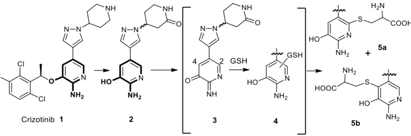 FIGURE  2:  Proposed  mechanism  of  crizotinib  metabolic  activation  to  an  o-pyridine-quinone-imine  derivative upon oxidation of the aminopyridine moiety