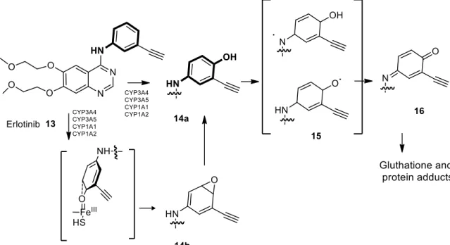 FIGURE 6: Proposed mechanism of erlotinib metabolic activation to a p-quinone-imine through epoxide  or semi-quinone intermediates.