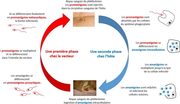 Figure 6 : Cycle de vie du parasite Leishmania, chez l’hôte et chez le vecteur. 