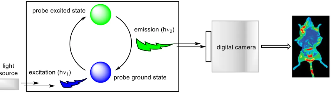 Figure 1.2 Basic schematic of NIRF imaging.  1.2.2.1  B-F in NIRF Imaging 