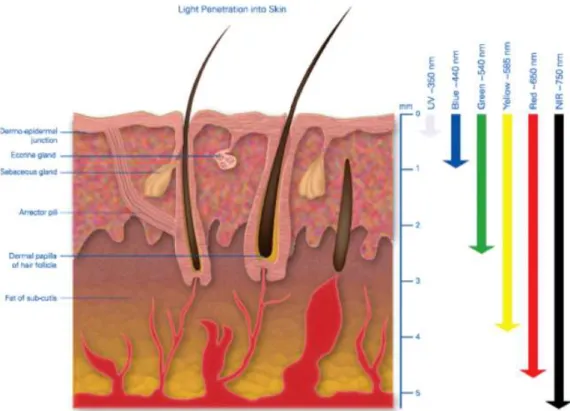 Figure I-39 : Profondeur de pénétration des différentes longueurs d’onde d’irradiation à travers  la peau (d’après Ash et al.,  Lasers Med Sci, 2017, 32, 1909–1918)
