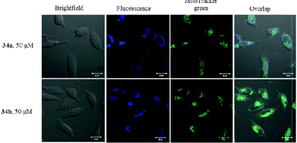 Fig 1.3.22 Determination of intercellular localization of compound by confocal  microscopy (63 * oil-immersion objective lens)