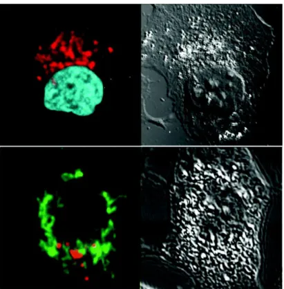 Fig 1.3.24 Fluorescence and transmission images of the cells treated with 44b (in  red) and labeled with MitoTracker (in green, bottom) or DAPI (cyan, top)